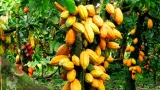cote divoire ghana leur cacao serieusement menace